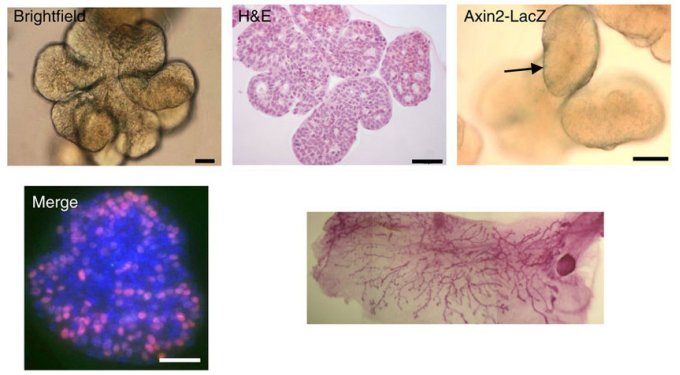 Cientistas criam modelo de glndula mamria em laboratrio