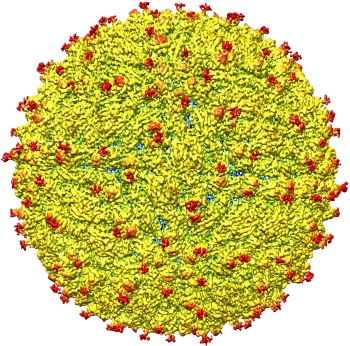 Vrus zika poder ser usado contra tumor cerebral