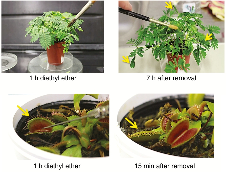 Plantas reagem  anestesia da mesma forma que os animais