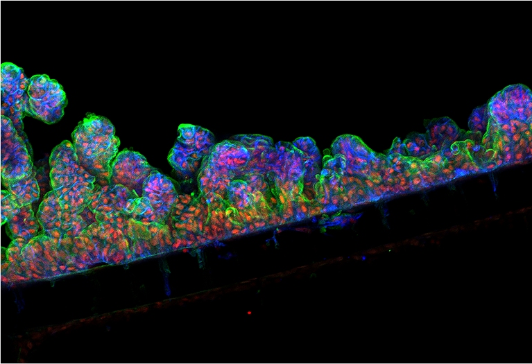 Revestimento intestinal humano  recriado dentro de um biochip