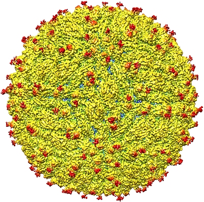 Vrus zika cura tumor no sistema nervoso de cobaias