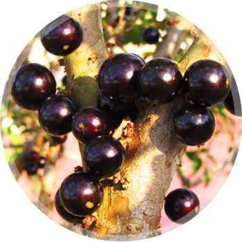 Extrato de jabuticaba que previne doenas vira produto comercial