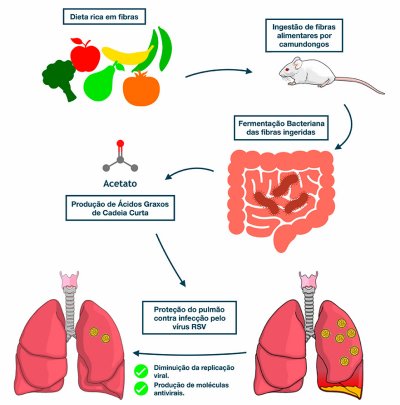 Dieta rica em fibras previne infeces respiratrias em crianas