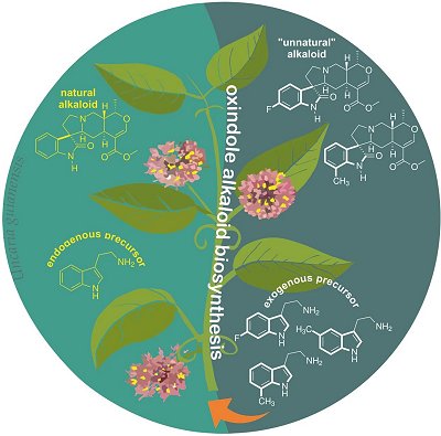 Planta amaznica tem efeitos antitumorais multiplicados em laboratrio