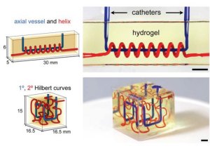 Brasileiras criam biotinta para impresso 3D de tecido nervoso