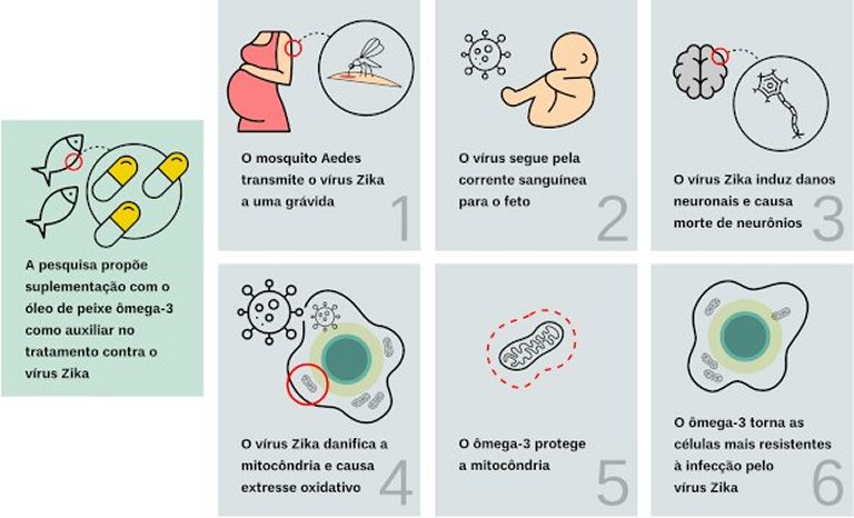 mega-3 inibe capacidade do zika em destruir neurnios