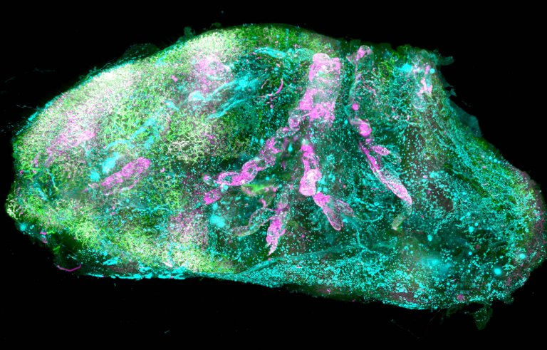 rgos humanos transparentes criam mapas 3D para bioimpresso