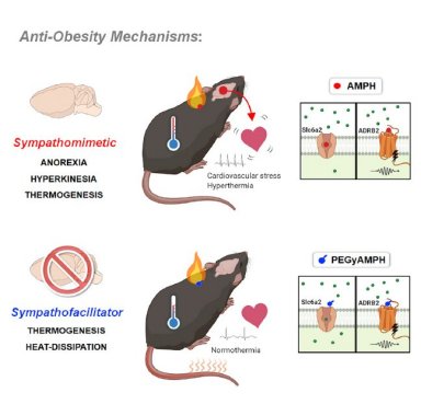 Tratamento para obesidade ganha nova esperana