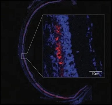 Cientistas restauram a viso de animais cegos