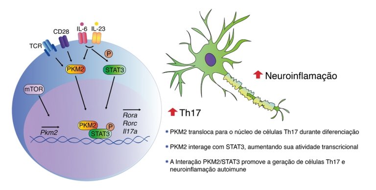 Descoberta conexo entre metabolismo e sistema imunolgico