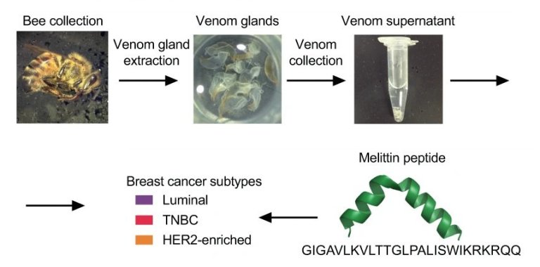 Substncia do veneno de abelhas destri cncer de mama mais agressivo