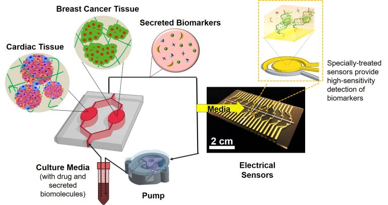 Biochip permite monitorar danos ao corao causados pela quimioterapia