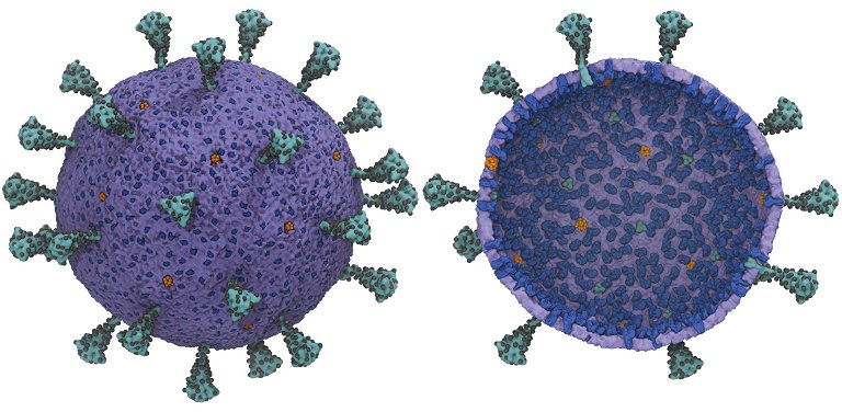 Criado primeiro modelo computacional completo do vrus da covid-19