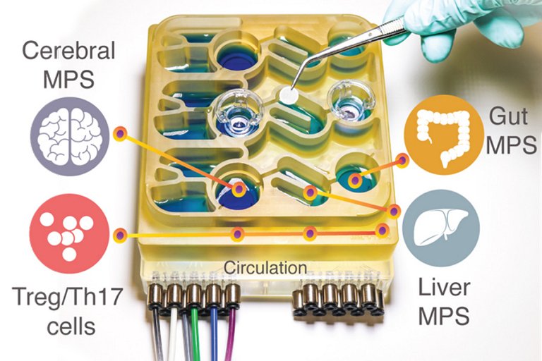 Chip com mltiplos rgos supera experimentos com animais