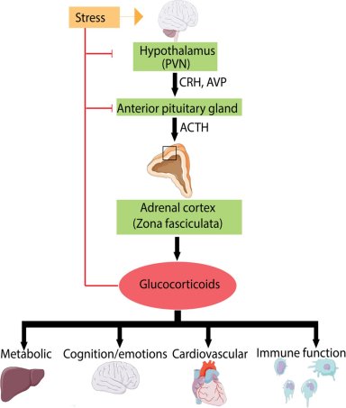 Como o estresse crnico aumenta o risco de Alzheimer