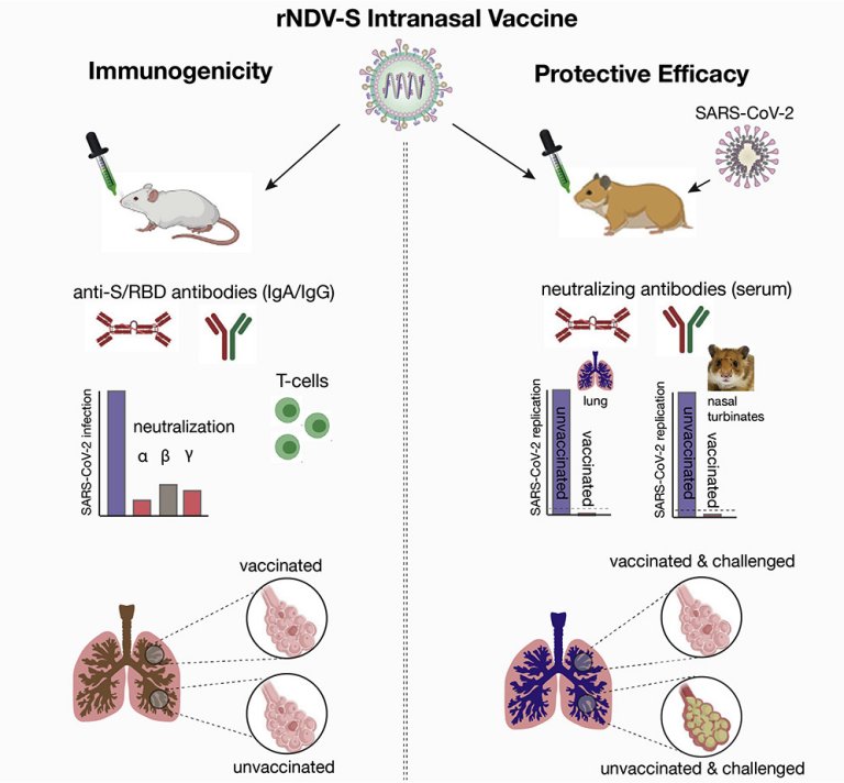 Vacina intranasal contra covid-19 mostra primeiros resultados promissores