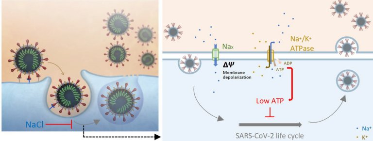 Inalao com soro fisiolgico inibe replicao do SARS-CoV-2