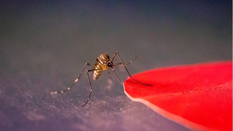 Use a cor certa de roupa para evitar picadas de pernilongos e mosquitos