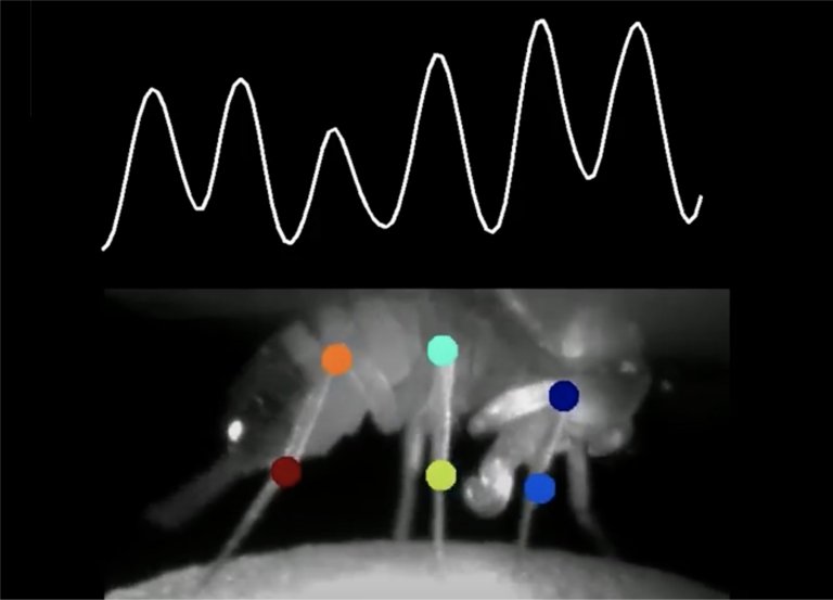 Descoberta rede neural que sincroniza circuitos visuais e motores