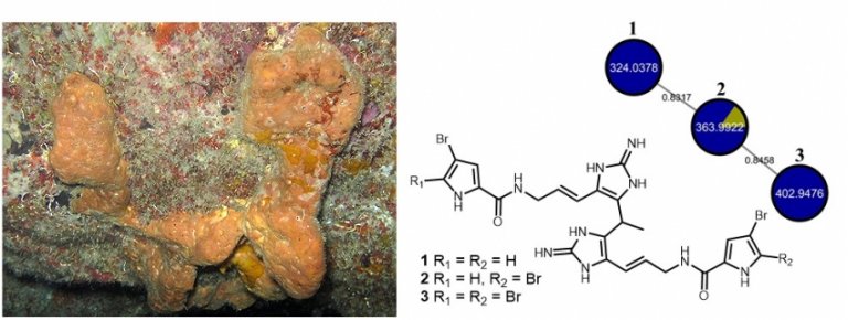 Compostos descobertos em esponja-do-mar matam bactrias resistentes a antibiticos
