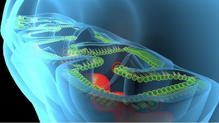 Obesidade quebra o equilbio metlico de modo similar ao envelhecimento