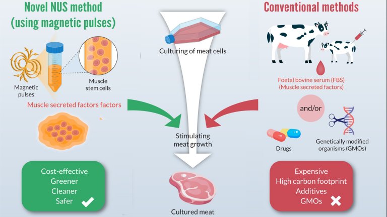 Nova tcnica para cultivar carne em laboratrio usando campo magntico