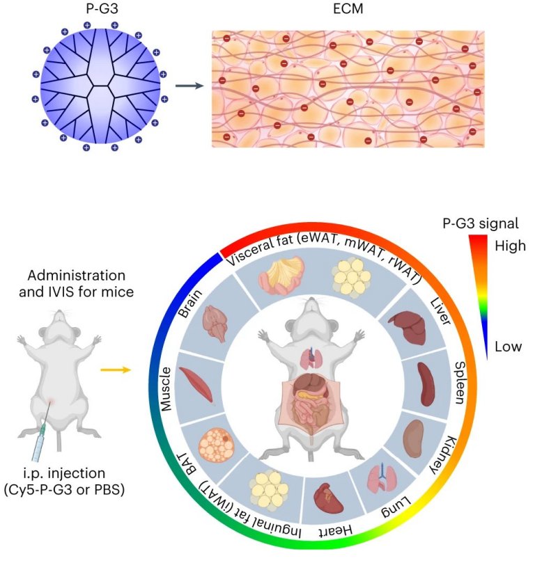 Nanomaterial trata a obesidade geral ou localizada