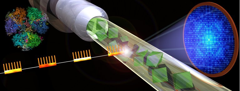 Raios X revelam como nova variante XBB.1.5 da covid engana o sistema imunolgico