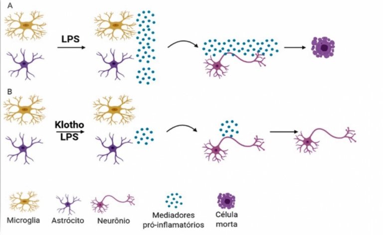 Protena antienvelhecimento combate inflamao e protege neurnios