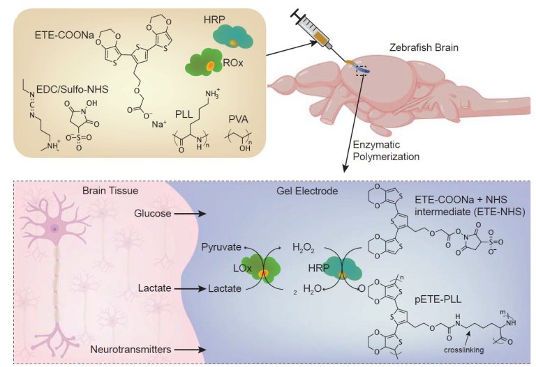 Eletrodos crescem diretamente no crebro, unindo eletrnica e biologia