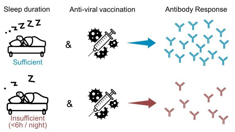 Dormir pouco diminui drasticamente efeitos da vacinao