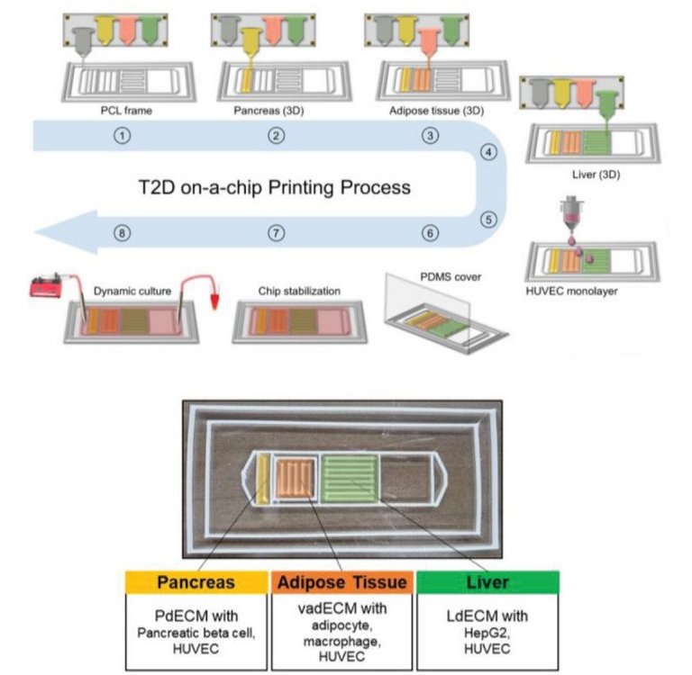 Diabetes e suas complicaes so reproduzidas dentro de um biochip multirgos