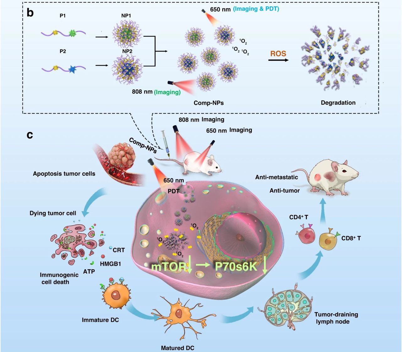 Nanopartculas tratam tumor primrio e metstases simultaneamente