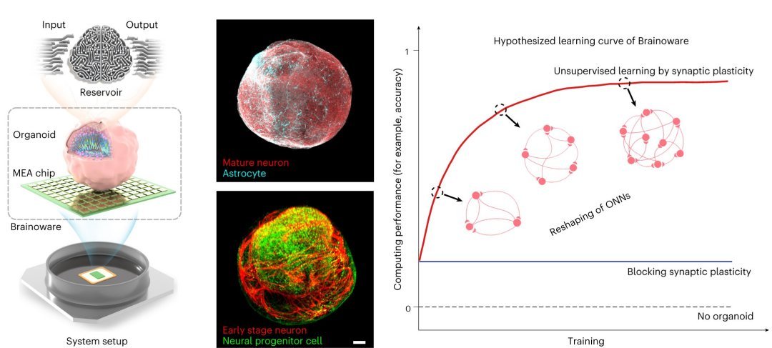 Processador biolgico: Minicrebro vivo roda inteligncia artificial