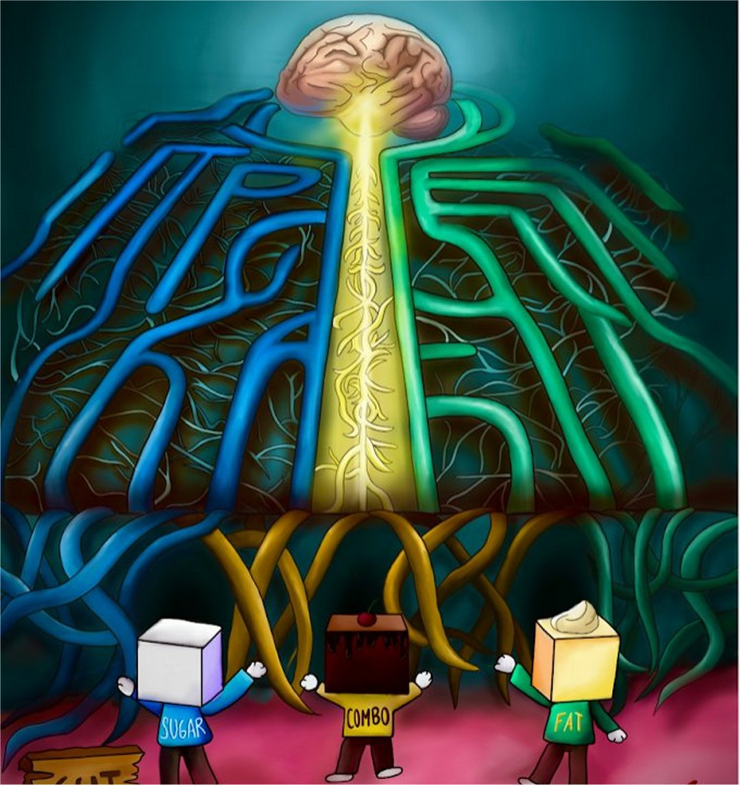 Descoberta rota neural que explica desejos por acar e gordura