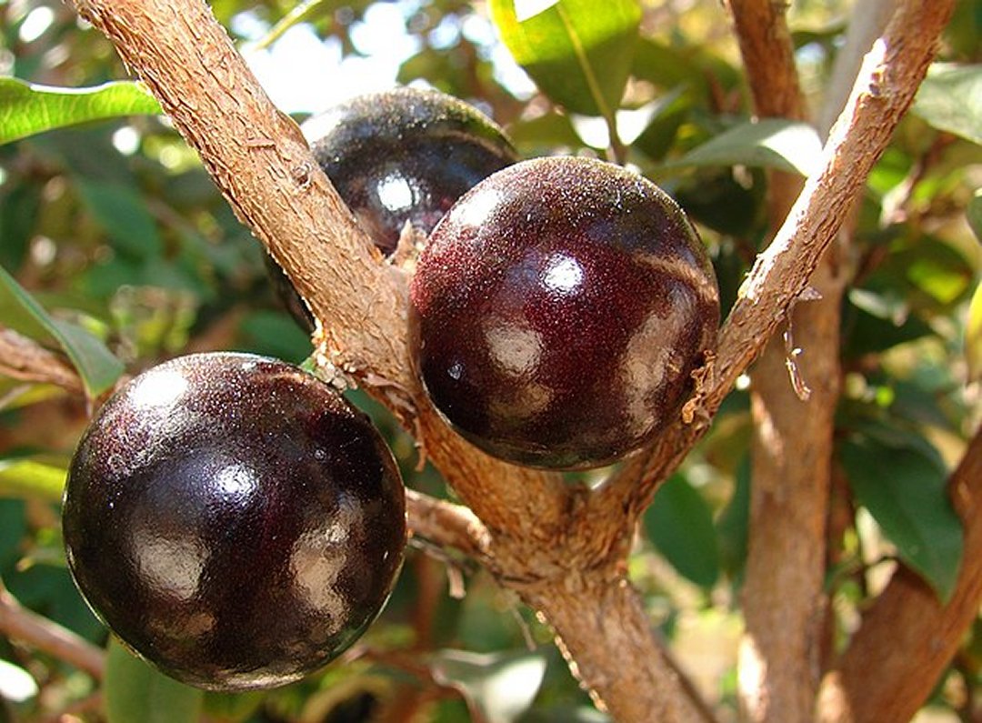 Casca da jabuticaba reduz inflamao e auxilia combate  sndrome metablica e obesidade