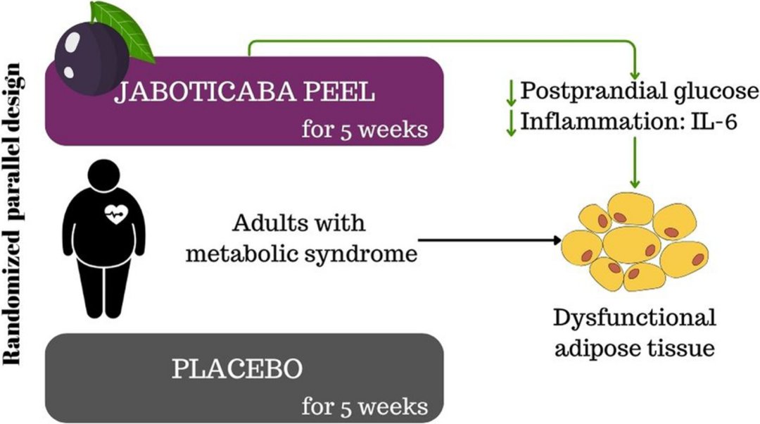 Casca da jabuticaba reduz inflamao e auxilia combate  sndrome metablica e obesidade