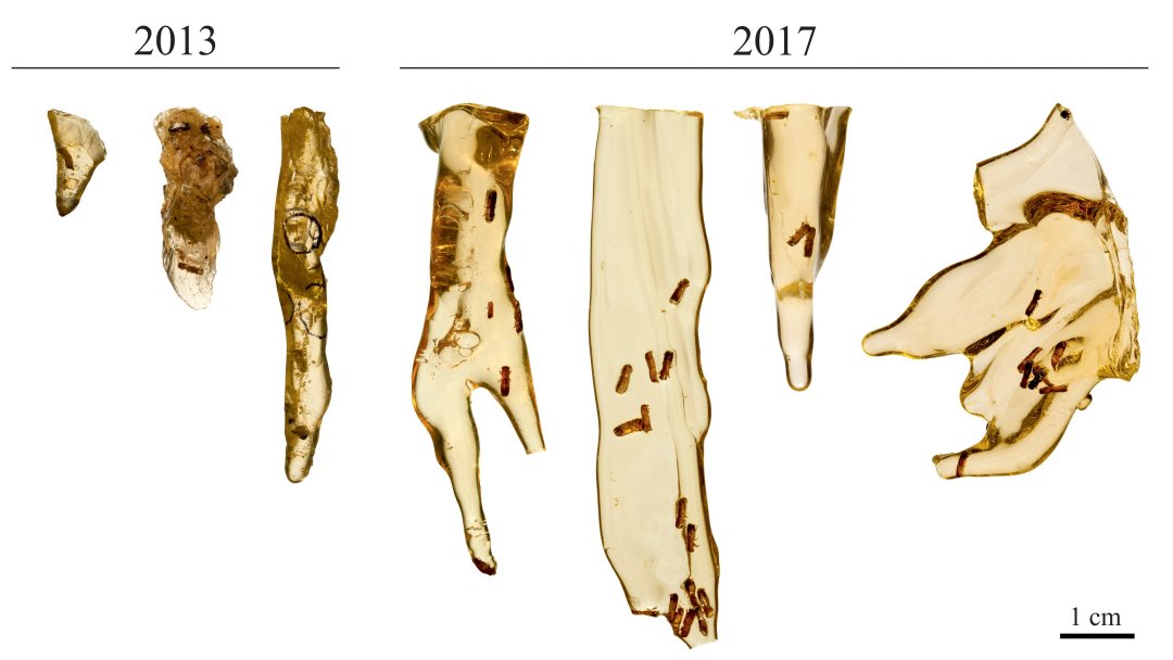 Extrair DNA de animais fossilizados em mbar ainda  fico cientfica