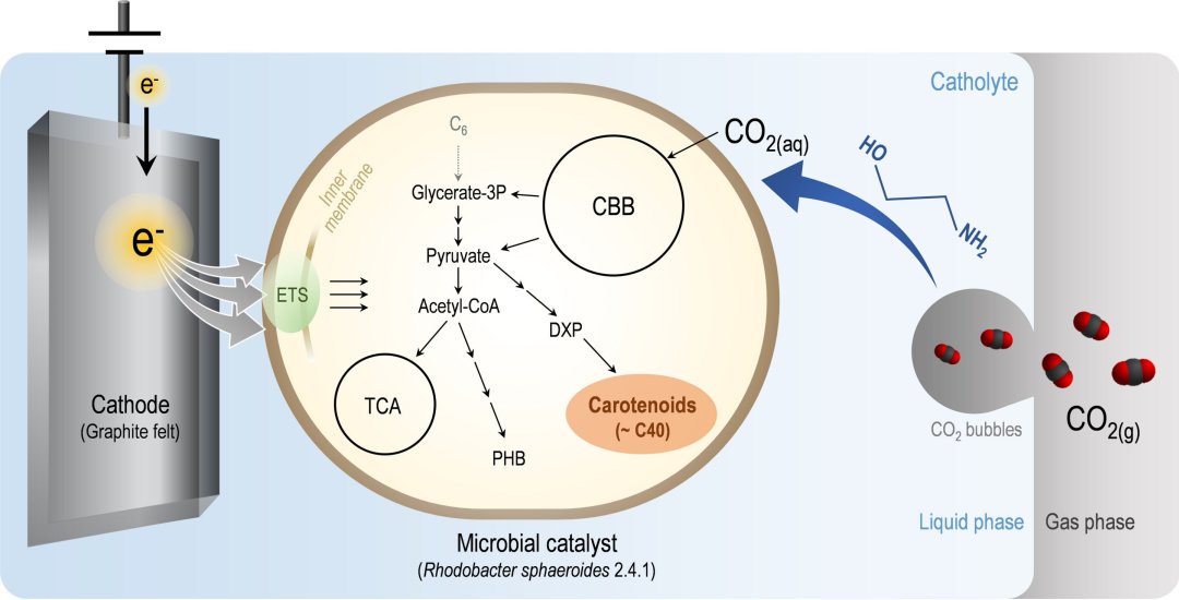 Dixido de carbono  convertido em antioxidante e anticancergeno