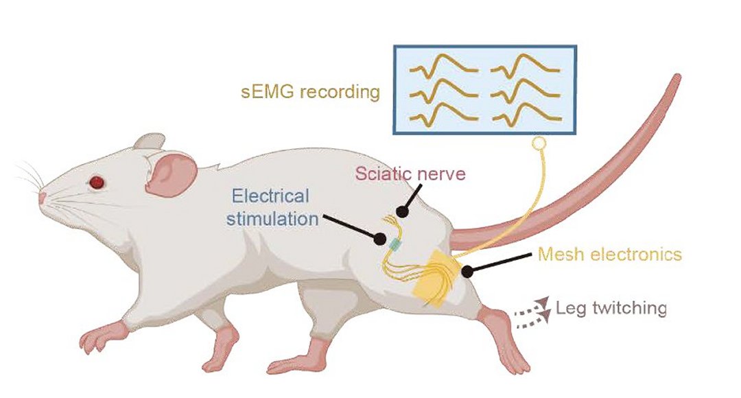 Dispositivo bioeletrnico vivo monitora e trata psorase