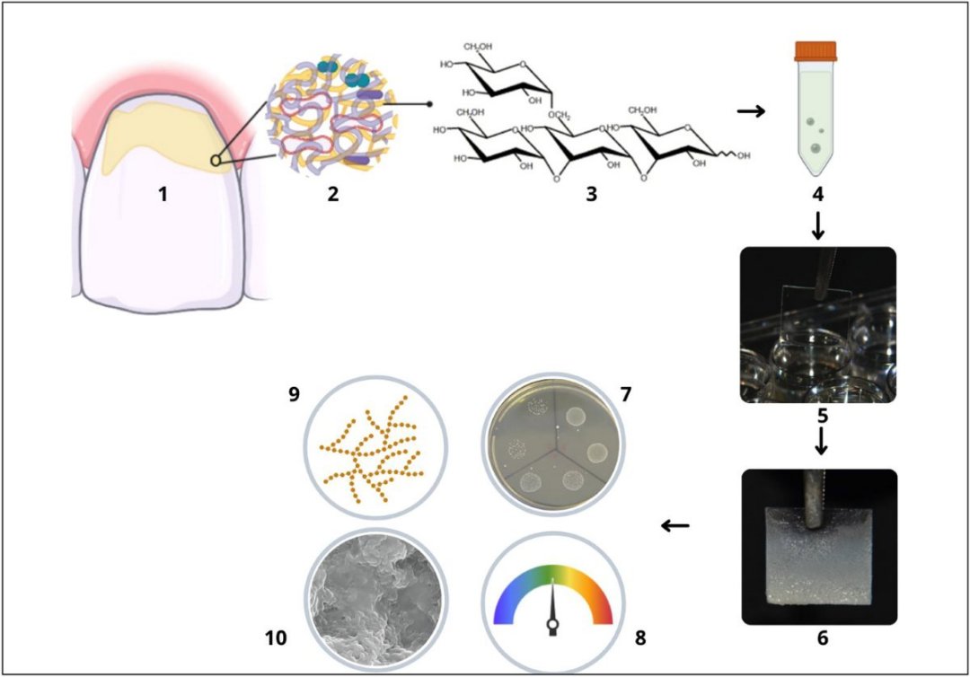 Substncia produzida por fungos combate o biofilme que causa crie dental