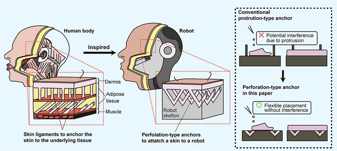 Robs com pele viva testam tecnologia til para a medicina