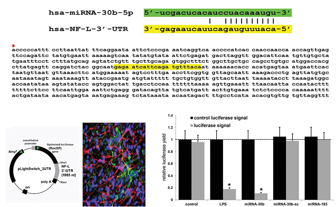 Microbiota intestinal: Microrganismos influenciam o corpo e a mente