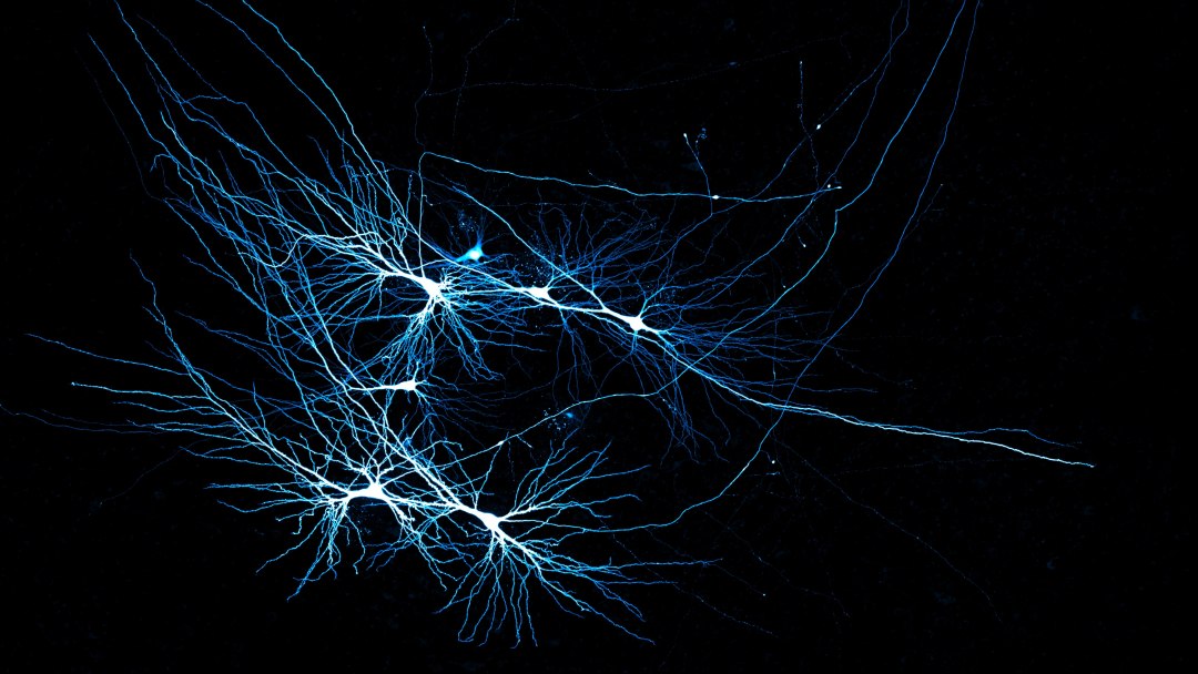 Estudar neurocincia em cobaias no revela complexidades do crebro humano