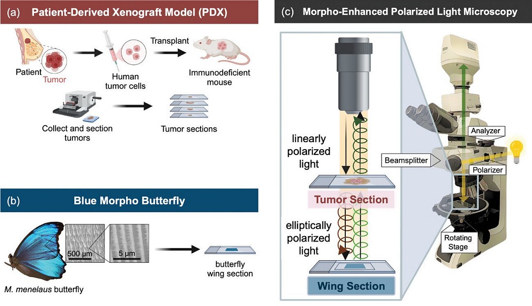 Asas de borboleta inspiram nova tcnica para diagnosticar o cncer