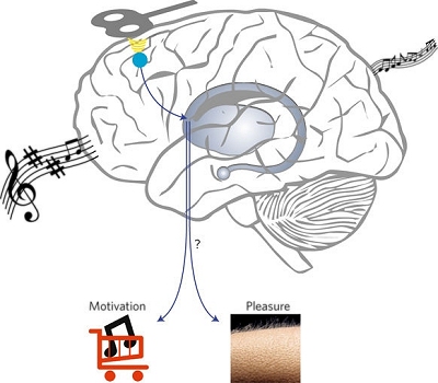 Gosto musical  alterado por estimulao cerebral