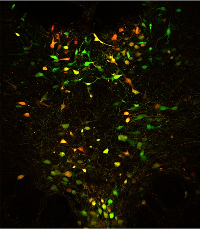 Serotonina promove perseverana, no apenas a pacincia