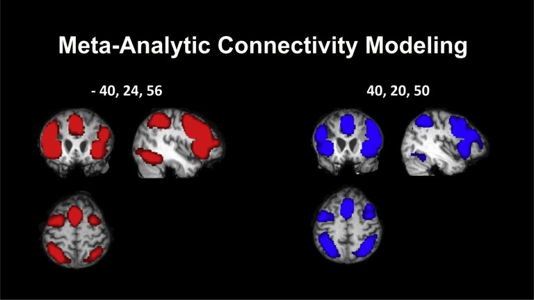 Descoberta estrutura cerebral que controla nosso comportamento