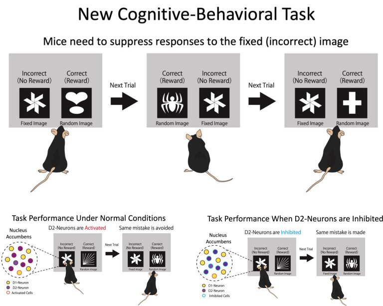 Descoberta via cerebral que nos permite aprender com nossos erros