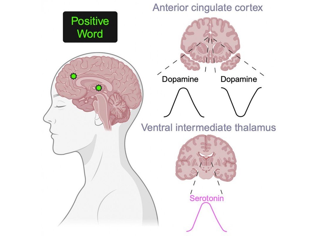 Palavras ativam processos cerebrais que moldam emoes e comportamento